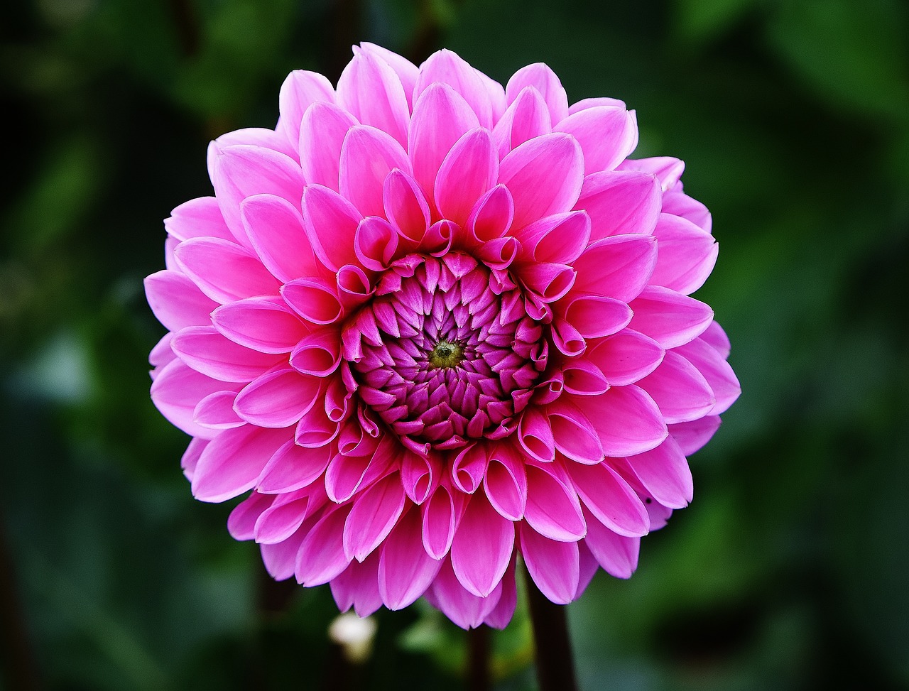 dahlia, flower, petals-1642461.jpg