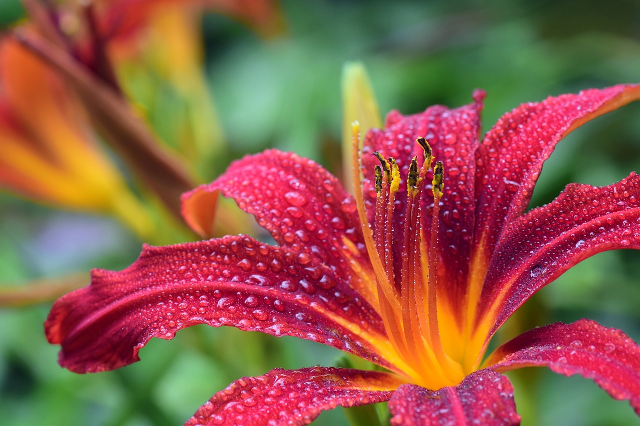 daylily, flower, dew-3495722.jpg