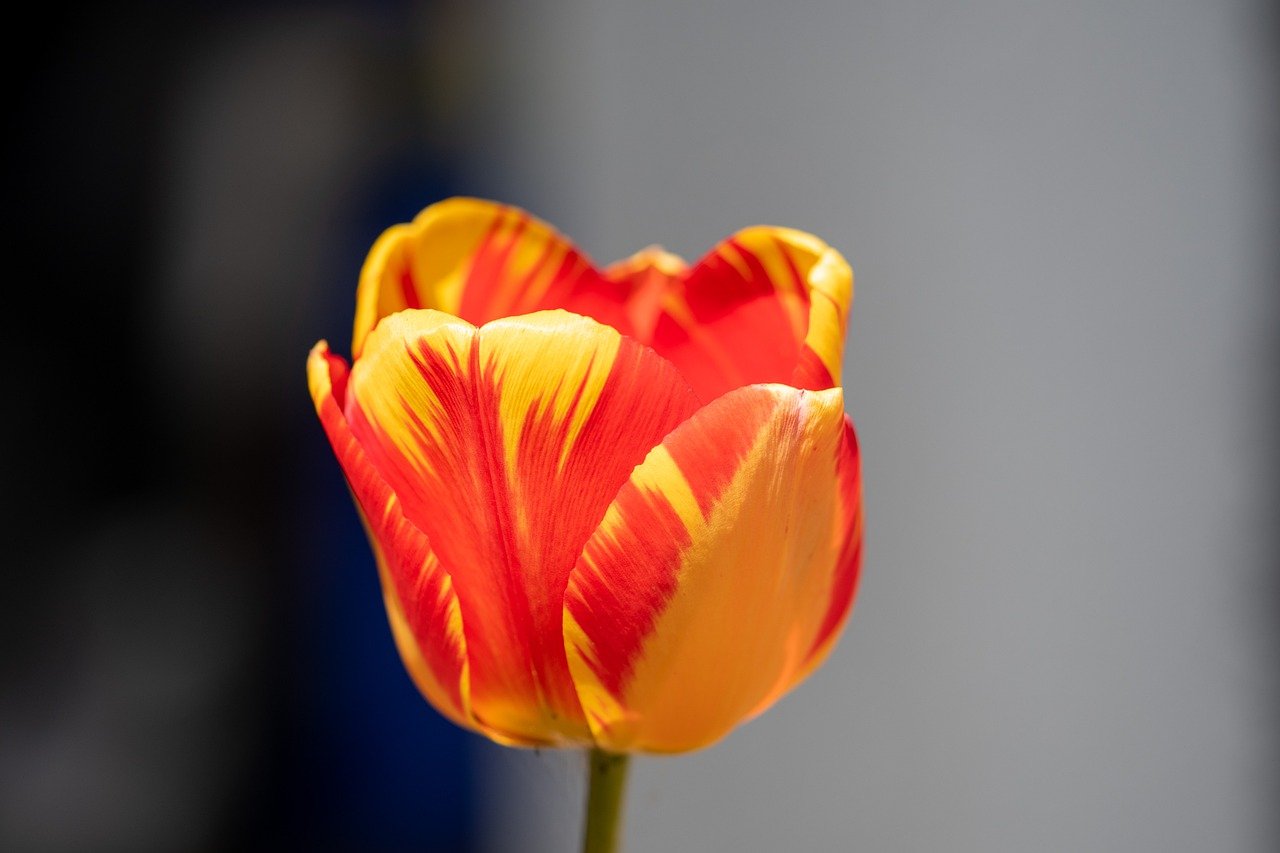 flower, tulip, yellow tulip-7951720.jpg