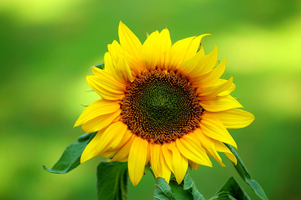 sunflower, flower, decorative sunflower-3750889.jpg