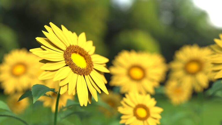 sunflower, flower, plant-1421011.jpg